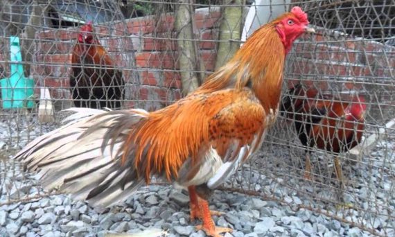 Gà Cao Lãnh Đá Hay Nức tiếng trong giới chơi đá gà cựa sắt 19 gà Cao Lãnh