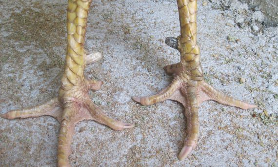 Gà Bị Yếu Chân Và Cách Chữa Trị Hiệu Quả Nhất 36 các dị tướng gà linh kê