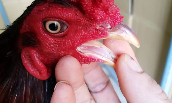 Gà Linh Kê - Các Dị Tướng Nhận Biết Gà Linh Kê 33 các đị tướng gà linh kê