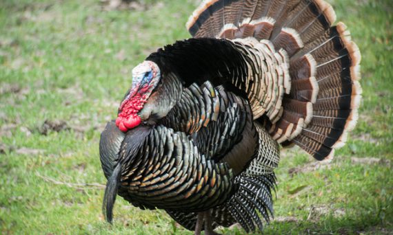 Những Tập Tính Của Gà Tây Mà Người Nuôi Cần Biết 41 những tập tính của gà tây