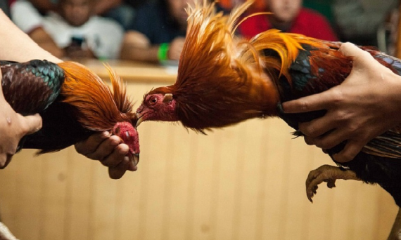 Kỹ thuật chơi đá gà cựa sắt mà ai cũng cần phải biết 1 Kỹ thuật chơi đá gà