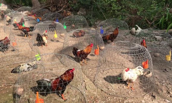 HƯỚNG DẪN TẮM NẮNG CHO GÀ ĐÁ ĐÚNG CÁCH 26 tắm nắng cho gà đá