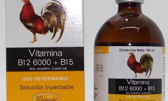 Lợi Ích Của Việc Nuôi Gà Đá Bằng Thuốc 21 Nuôi gà đá bằng thuốc