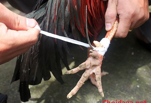 Bí kiếp băng cựa gà đá không phải ai cũng biết 26 cách băng cựa gà đá chuẩn xác