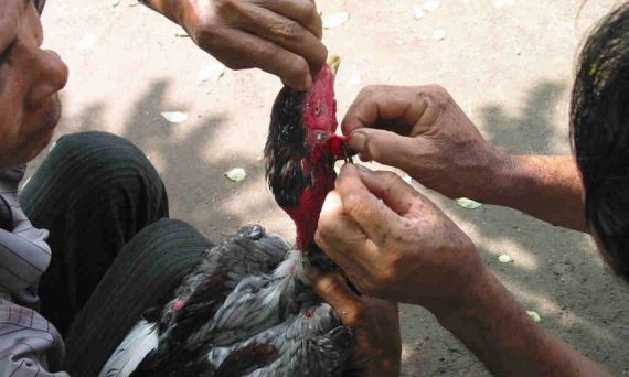 Cắt Tích Tai Cho Gà Chọi Không Bị Mất Sức Hay Nhất 38 Cắt tích tai cho gà