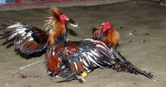 Nuôi thúc gà đá trong thời gia ngắn tham gia choidaga 11 Chiêu trò đá gà cựa sắt