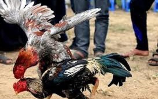 Khắc chế lối gà đá trong đá gà đòn 1 Gà thần kê tử mị