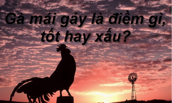 Gà Mái Gáy Báo Điềm Gì Cho Gia Chủ? 28 gà mái gáy báo điềm gì cho gia chủ