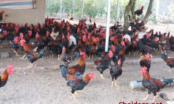 Gà Mía - Tất Tần Tật Những Điều Cần Biết Về Gà Mía 22 gà mía