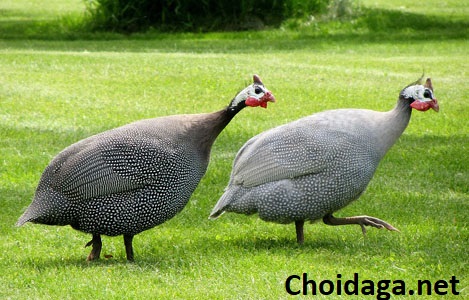 Giống Gà Sao Và Những Đặc Tính Của Gà Sao 10 Gà sao và những đặc tính của chúng