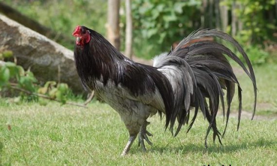 Tên Gọi Đúng Của Những Màu Lông Gà Đá 7 tên gọi màu lông gà đá