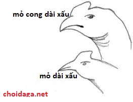 Xem mỏ gà chọi thế nào là gà đá hay 31 Xem mỏ gà chọi