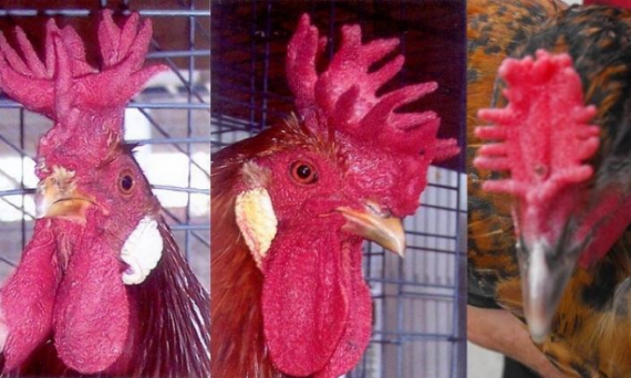 Mào gà chọi - Những loại mào gà phổ biến nhất hiện nay 31 những loại mào gà chọi