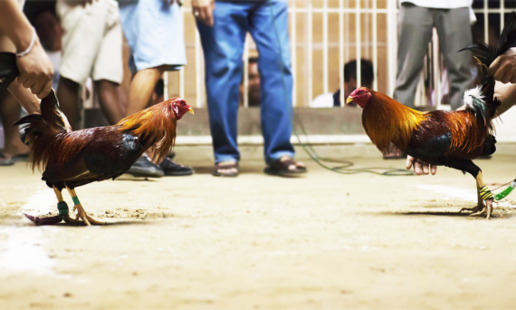 Kinh Nghiệm Chơi Đá Gà Hay Nhất Mà Dân Chơi Cần Biết 5 Đá gà trực tuyến