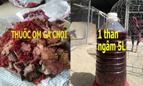 Các Bài Thuốc Om Bóp Gà Chọi Hay Nhất Hiện Nay 22 thuốc om bóp gà chọi
