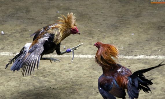 Thủ thuật trong trò chơi đá gà cựa sắt thường gặp nhất 23 đá gà cựa sắt