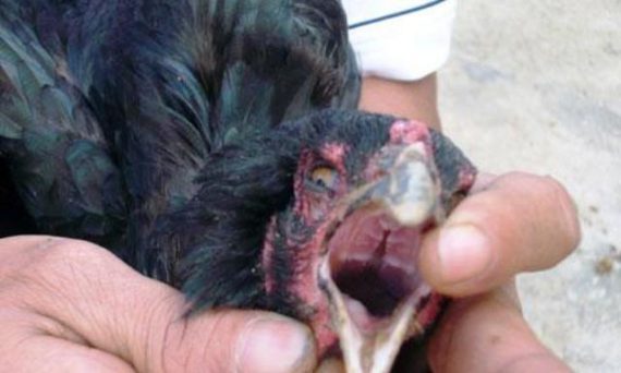 Những Bí Mật Về Gà Đoãn Lưỡi Thuộc Hàng Gà Linh 1 gà đoản lưỡi