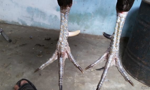 Gà cựa nhật nguyệt - Thần kê lộ tướng đá siêu hay 30 Gà cựa nhật nguyêt