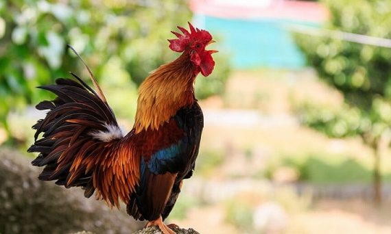 Cách nhận biết gà đá hay qua tiếng gáy 24 Nhận biết gà đá hay qua tiếng gáy