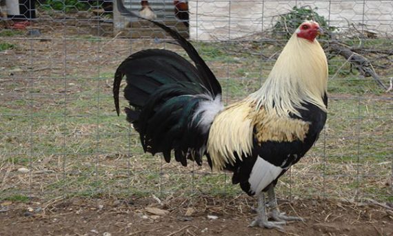 Gà mỹ và giáp chiến kê nào đá hay hơn 54 gà mỹ