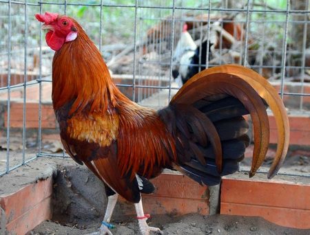 Gà Hatch dòng gà lai đá cực nặng đòn 7 gà hatch