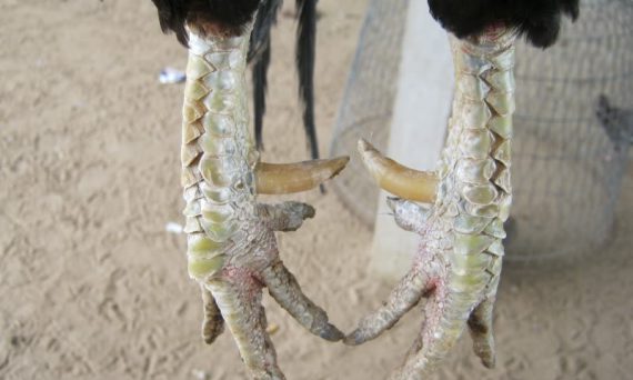 Các loại cựa gà tre đẹp đá hay được yêu thích nhất hiện nay 19 cựa gà tre đẹp