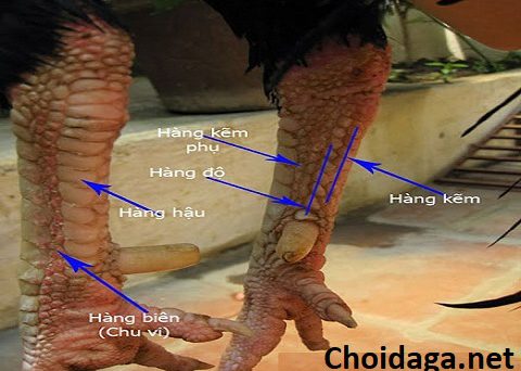 Xem hậu độ chuẩn nhất để nhận biết gà đá hay 12 xem vảy độ