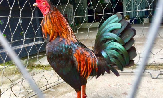 Gà Asil lai có những ưu điểm mà không phải ai cũng biết 28 gà asil lai