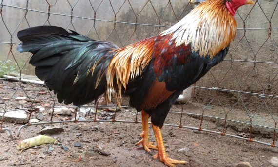 Mua gà đá cựa sắt dựa vào những đặc điểm gì 6 gà chuối