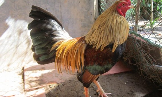 Gà chuối đá ngày nào tốt nhất theo sách kinh kê 30 gà chuối