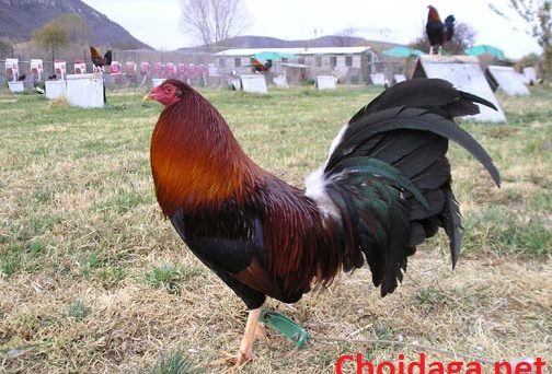 Gà mỹ lai asil giống gà lai mang sức mạnh hủy diệt 1 gà kelso