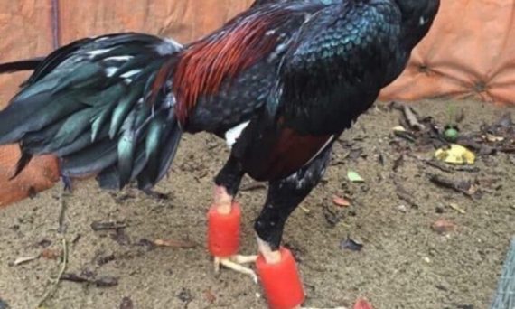 Áp dụng tập tạ chân gà đá giúp cải thiện lực đá 1 tập tạ chân gà đá