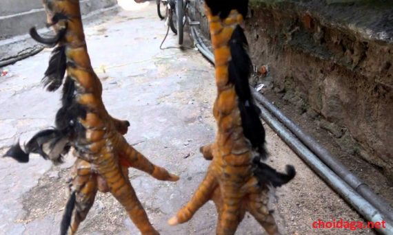 Gà chân lông vảy loạn và các dị tướng thần kê 1 gà chân lông vảy loạn