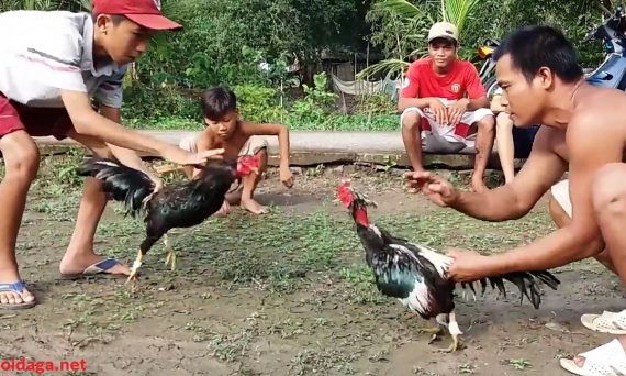 Mở mỏ gà chọi và những điều cần lưu ý 32 da ga mien tay
