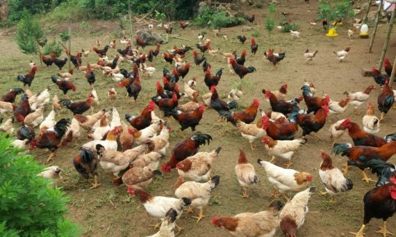 Gà Lạc Thủy Giống gà được ưa chuộng nhất Việt Nam 16 gà lạc thủy