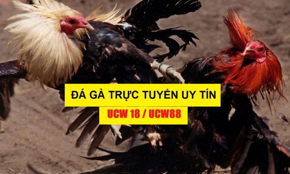 UCW18 nhà cái đá gà trực tuyến số 1 Việt Nam 1 ucw18