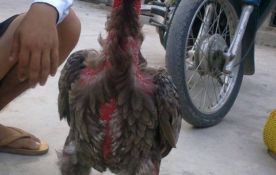 Vĩnh biệt huyền thoại gà Xám Messi 2/2/2020 9 gà xám messi