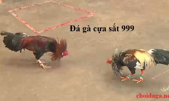 Cách mài cựa gà và bảo quản cựa chuẩn nhất 32 đá gà cựa săt