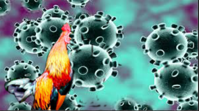 Đại dịch Corona trở lại - Chơi đá gà mùa dịch liệu có an toàn? 34 đá gà