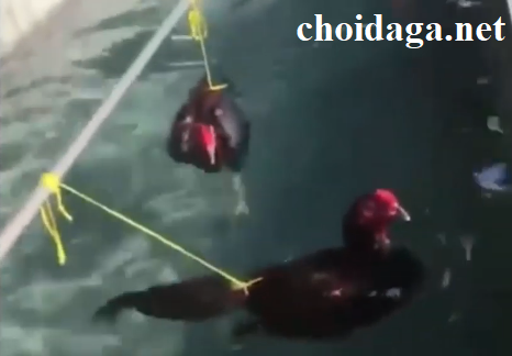 Cho gà tập bơi cách huấn luyện gà chọi hot nhất hiện nay 1 gà tập bơi