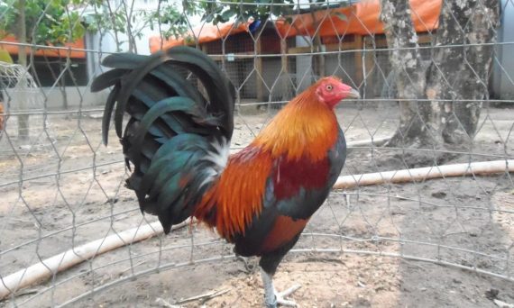 Gà tre mỹ và những mẹo chọn gà mỹ đá hay siêu chuẩn 1 gà tre mỹ