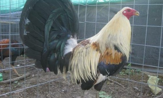 Ga da thomo hom nay với dòng gà Hatch đẳng cấp 10 gà tre mỹ