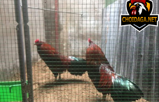 Gà sinh đôi cặp chiến kê cực hiếm trong giới chơi đá gà 1 gà sinh đôi