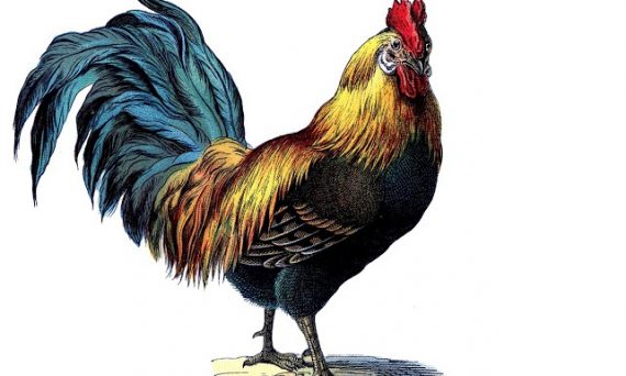 Top chiến kê miền Bắc những cái tên độc cô cầu bại 20 chơi đá gà