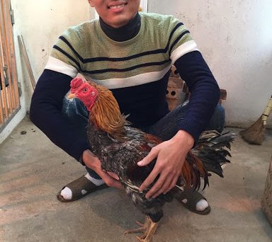 Hậu duệ "xám chíp" con của xám messi vang danh đất bắc 9 gà xám chíp