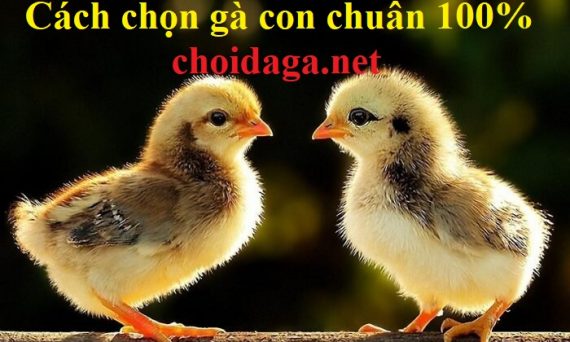 Cách chọn gà con trống mái chuẩn xác 100% 1 chọn gà con