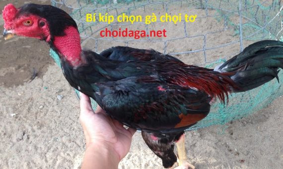 Bí kíp chọn gà tơ để nuôi chế độ đi da ga thomo 1 chọn gà chọi tơ