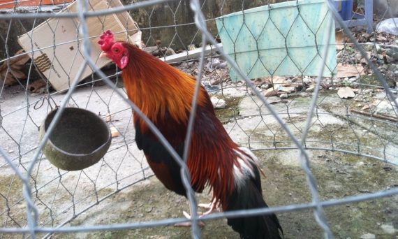 Dị kê đá siêu hay dù mang vẻ ngoài vô cùng xấu xí 1 gà đuôi cúp