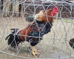 Gà đá thay lông và chế độ chăm sóc sư kê cần biết 1 gà lông xước