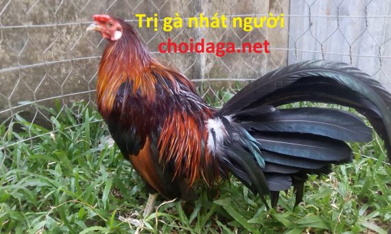 Trị gà nhát người và cách tập thể lực cho gà nuôi nhốt 1 trị gà nhát người